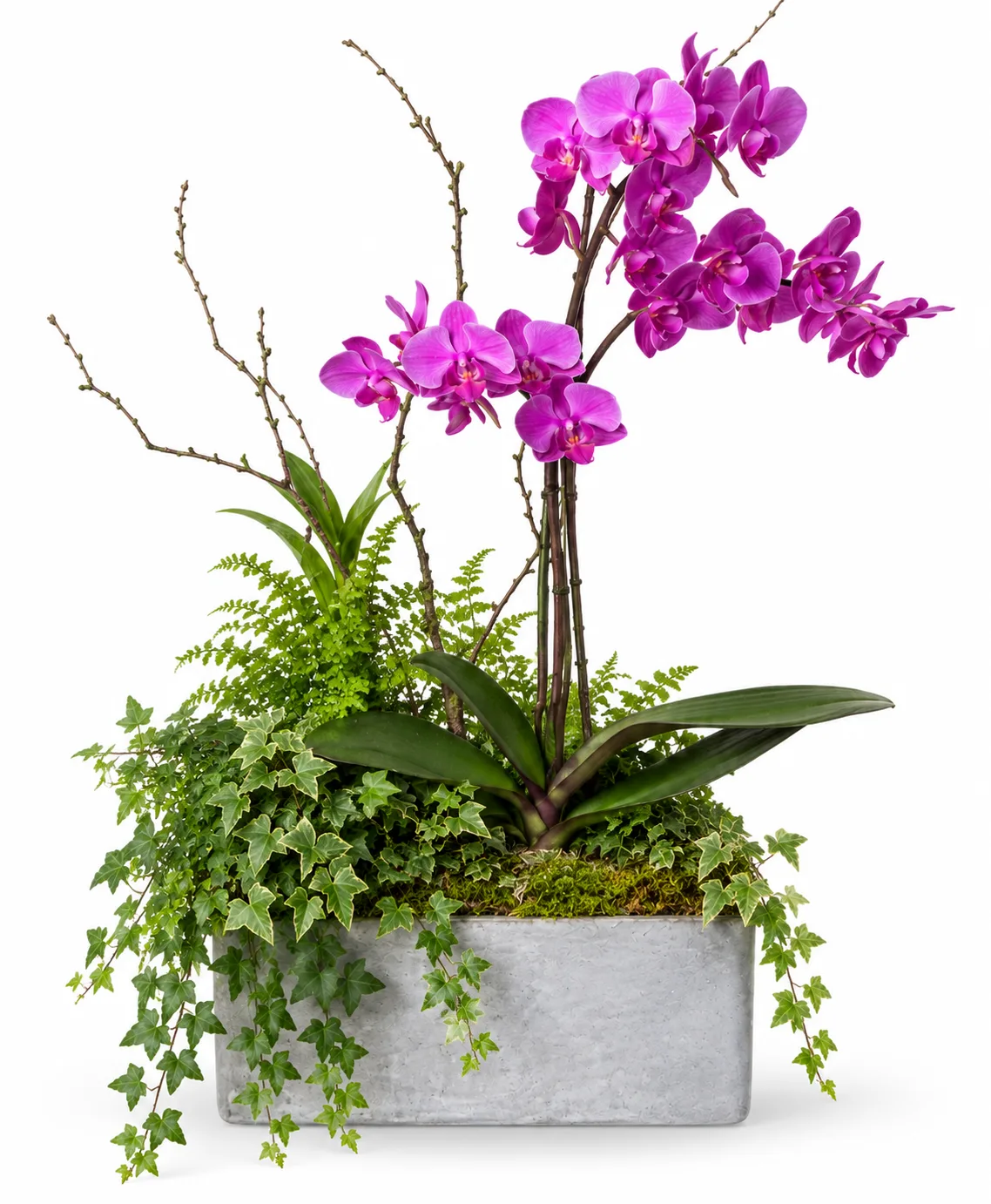 Beauties A-Bloom orchids & green plants Beauties A-Bloom orchids & green plants