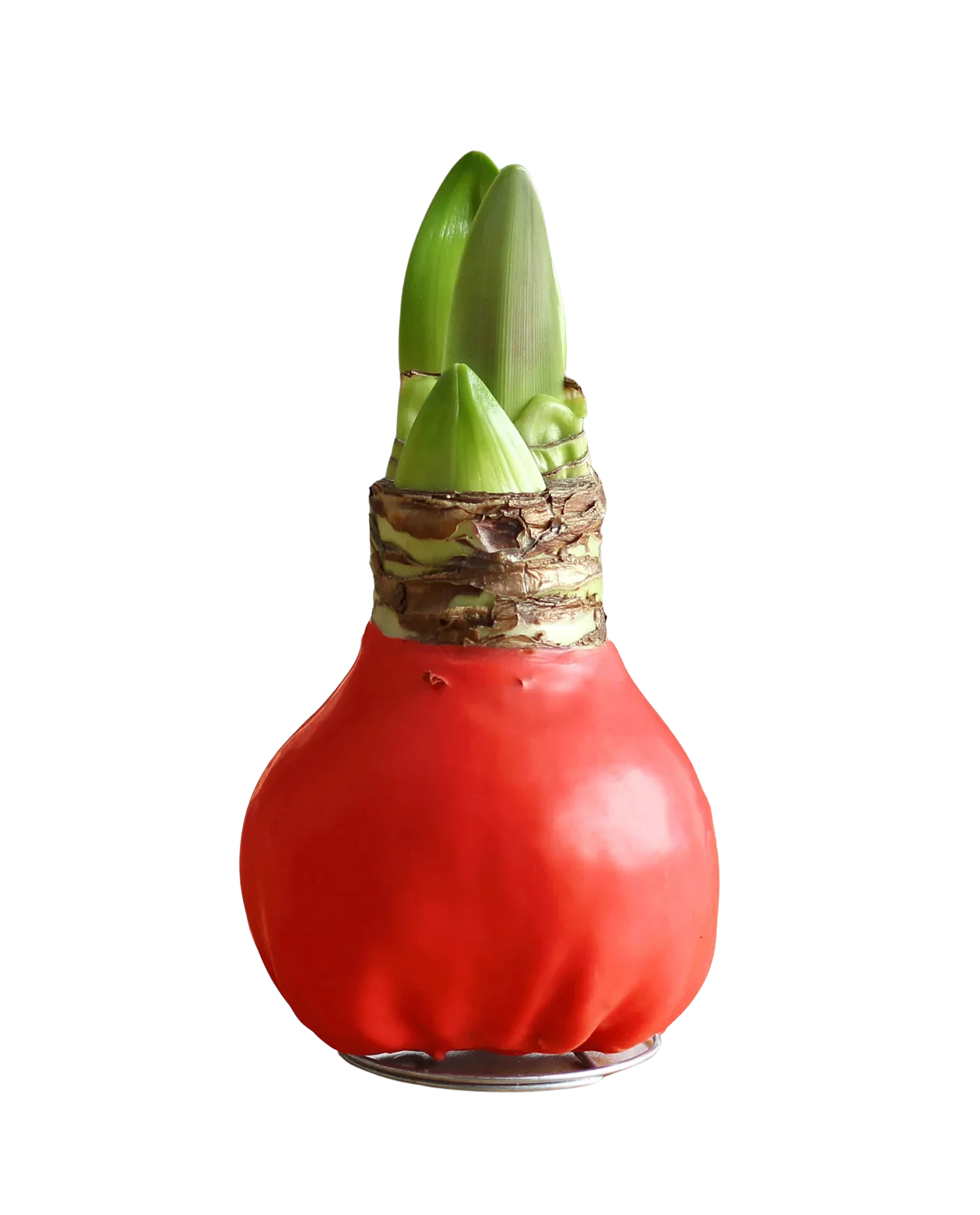 Waxed Amaryllis Bulb Waxed Amaryllis Bulb