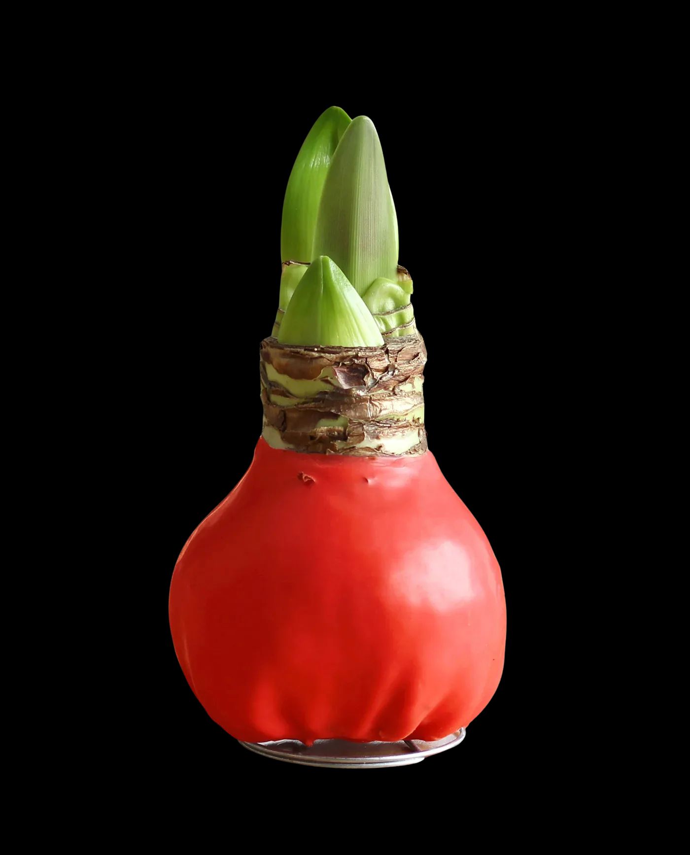 Waxed Amaryllis Bulb
