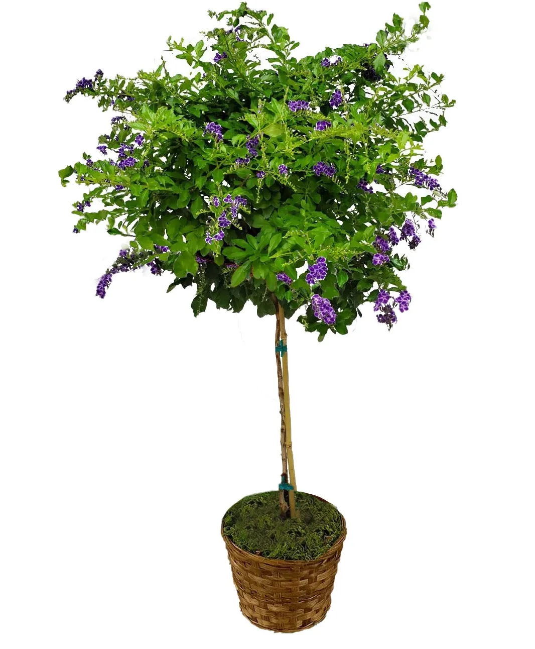 Duranta Tree Duranta Tree