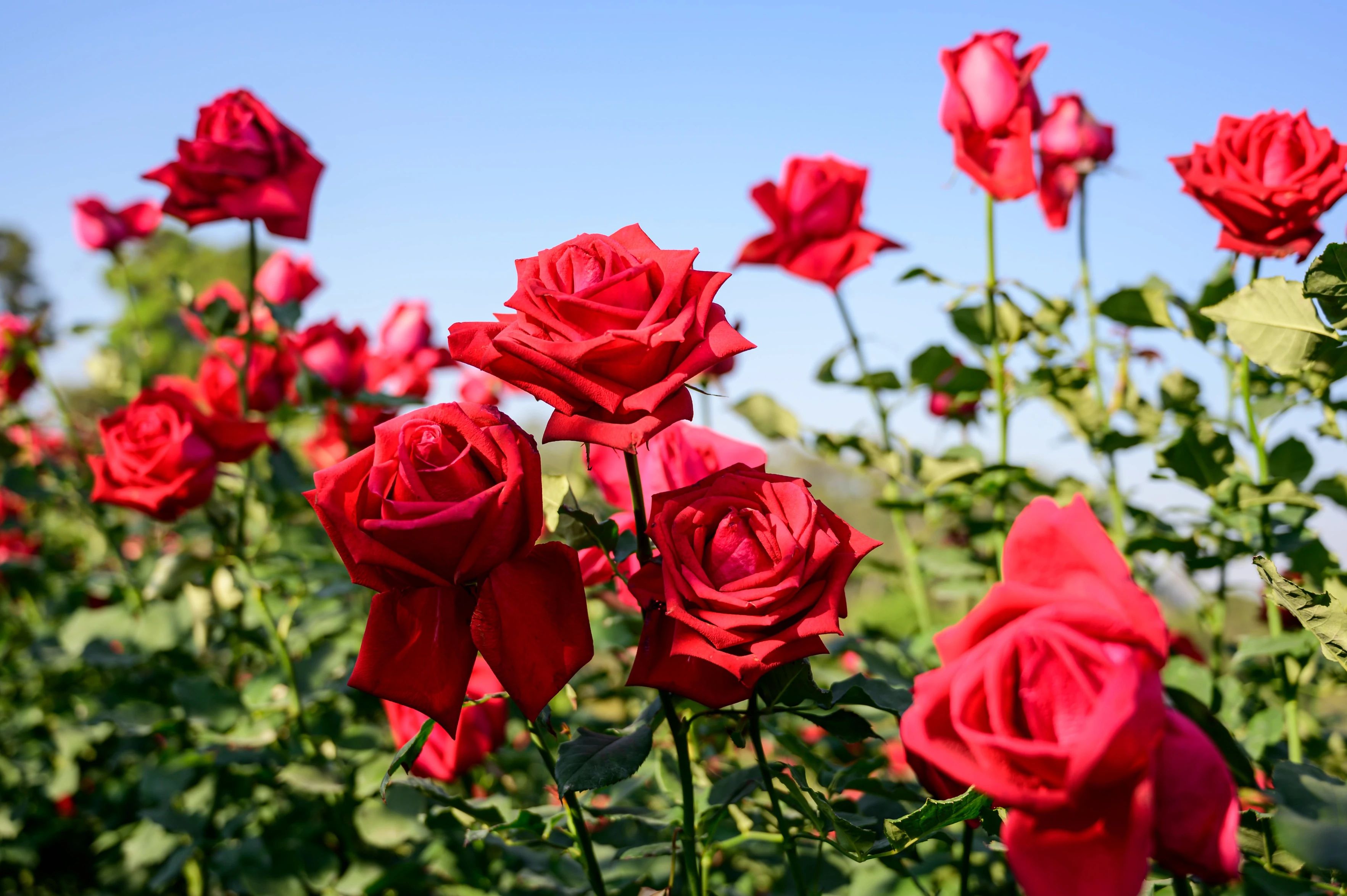 Roses collection