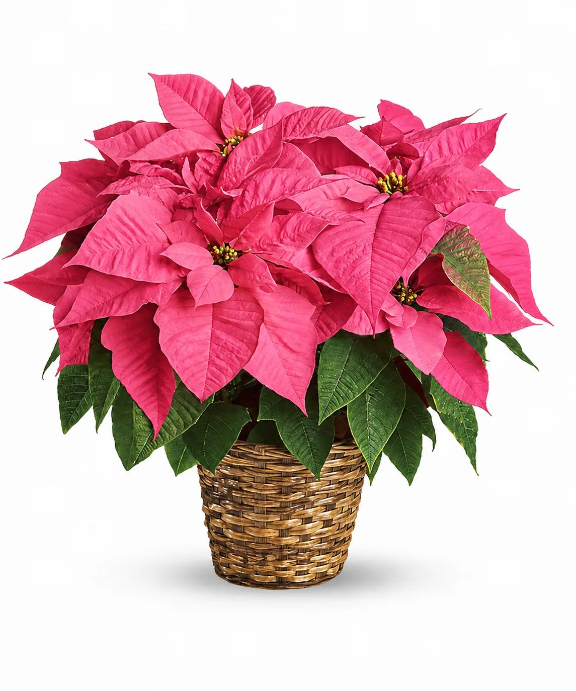Standard Poinsettia Plant