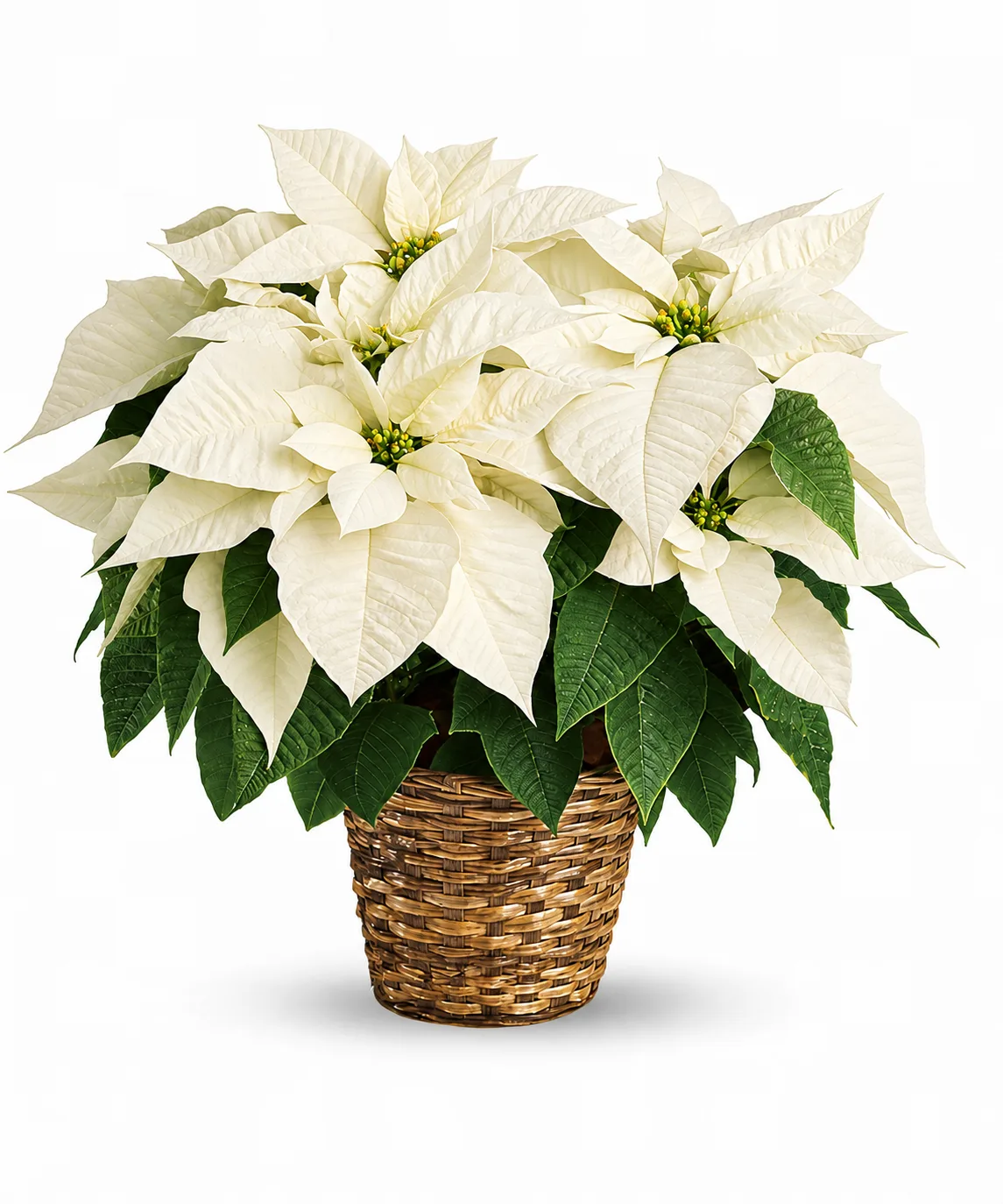 Standard Poinsettia Plant Standard Poinsettia Plant