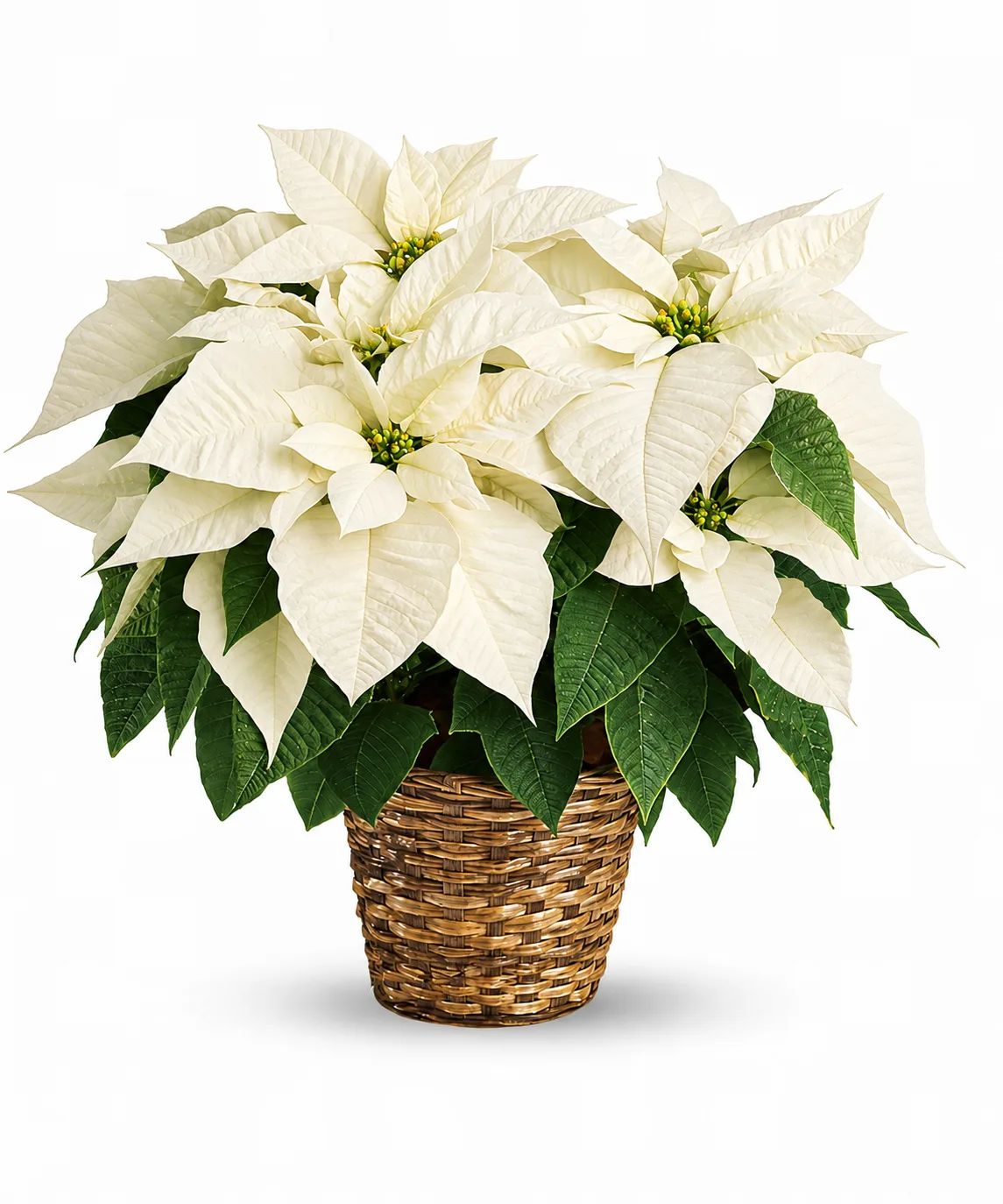 Standard Poinsettia Plant