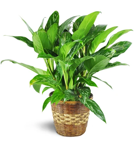 Chinese Evergreen Plant Chinese Evergreen Plant