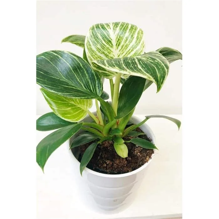 Philodendron Birkin Philodendron Birkin