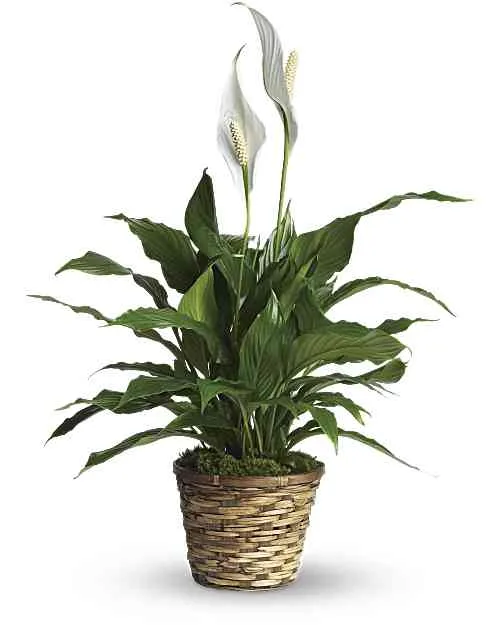 Peace Lily Peace Lily