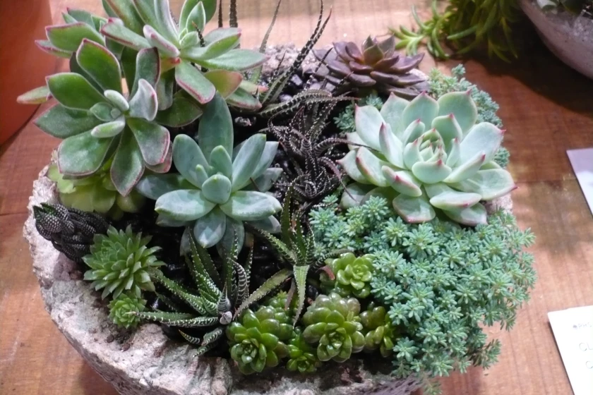 Succulent Dish Garden Succulent Dish Garden