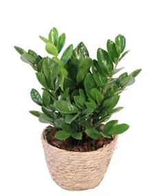 ZZ Plant ZZ Plant