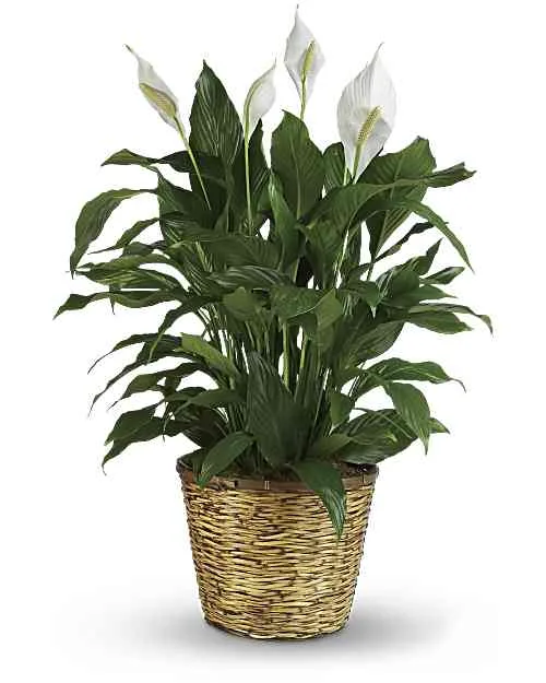 Peace Lily Peace Lily