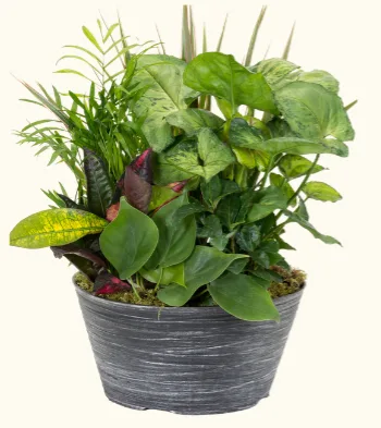 Dish Garden Dish Garden