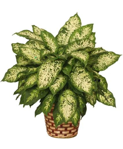 Dieffenbachia