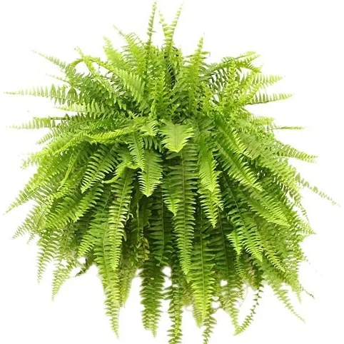 Boston Fern Boston Fern