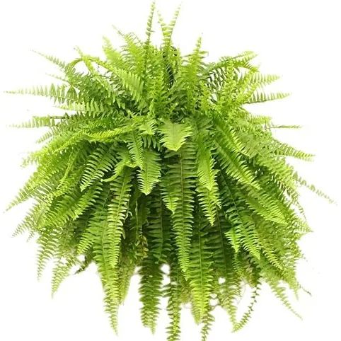 Boston Fern