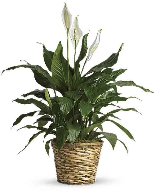 Peace Lily Peace Lily