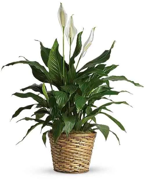 Peace Lily