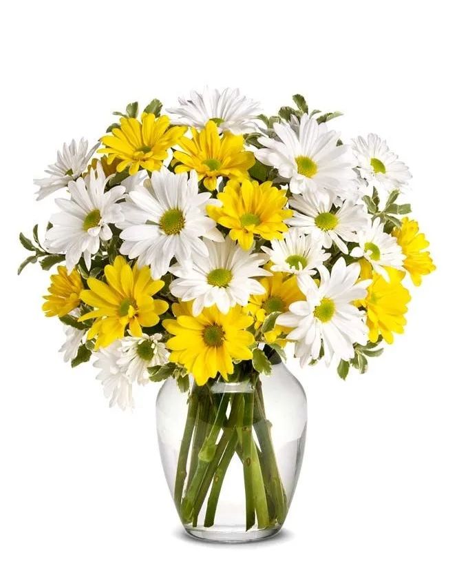 Upsy Daisy