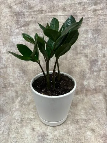 Plants, ZZ Plant Plants, ZZ Plant