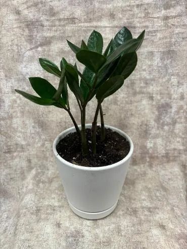 Plants, ZZ Plant