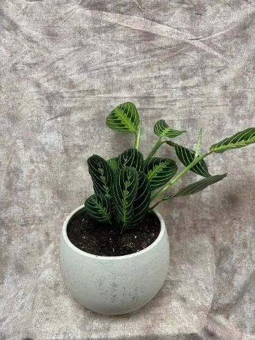 Plants, Prayer Plant Plants, Prayer Plant