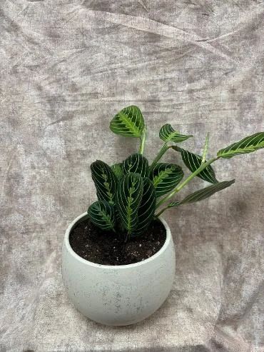 Plants, Prayer Plant