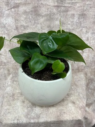 Plants, Philodendron Plants, Philodendron