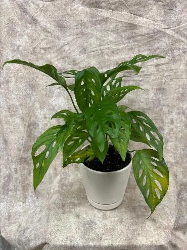 Plants, Swiss Cheese Plant Plants, Swiss Cheese Plant