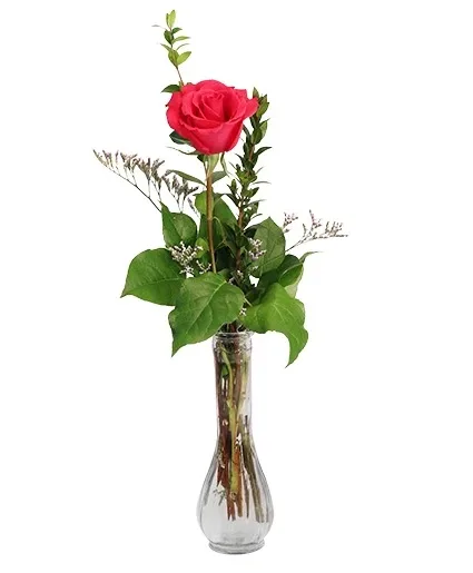 Single Hot Pink Bud Vase Rose Arrangement Single Hot Pink Bud Vase Rose Arrangement