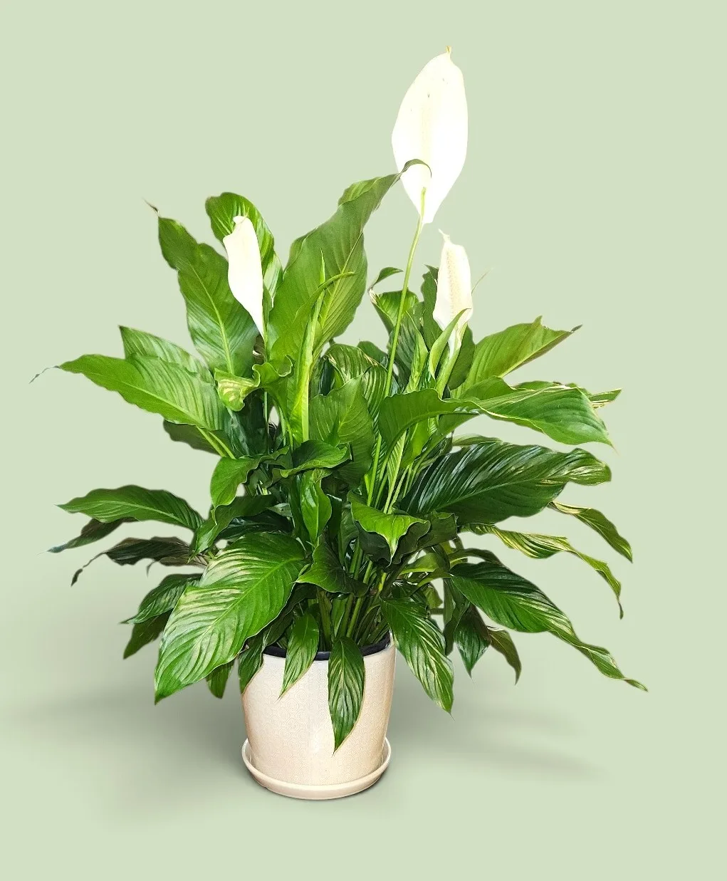 Withers Green Plant Delight planter Withers Green Plant Delight planter
