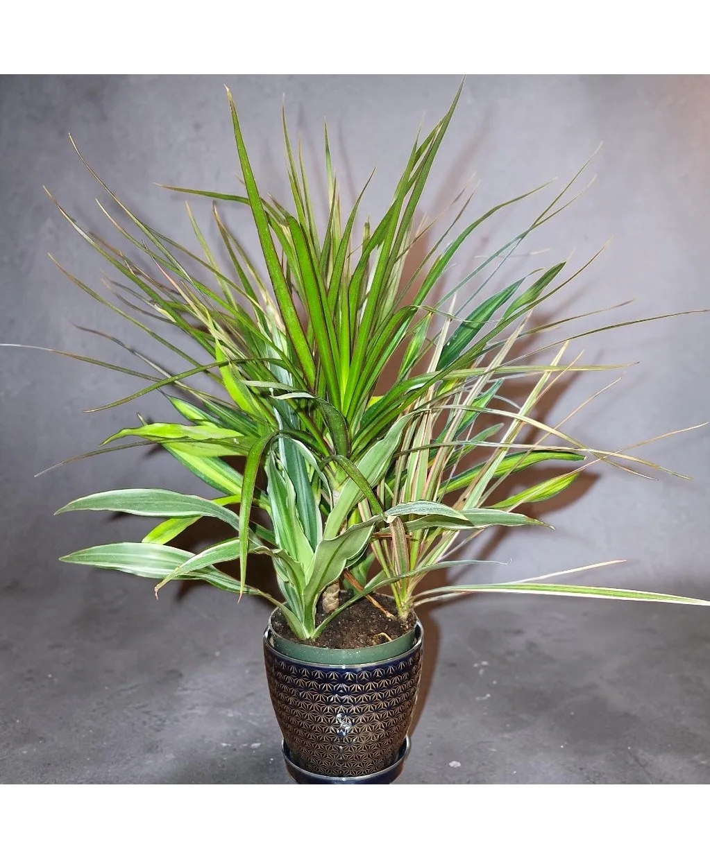 Green Plant Ceramic Planter planter Green Plant Ceramic Planter planter
