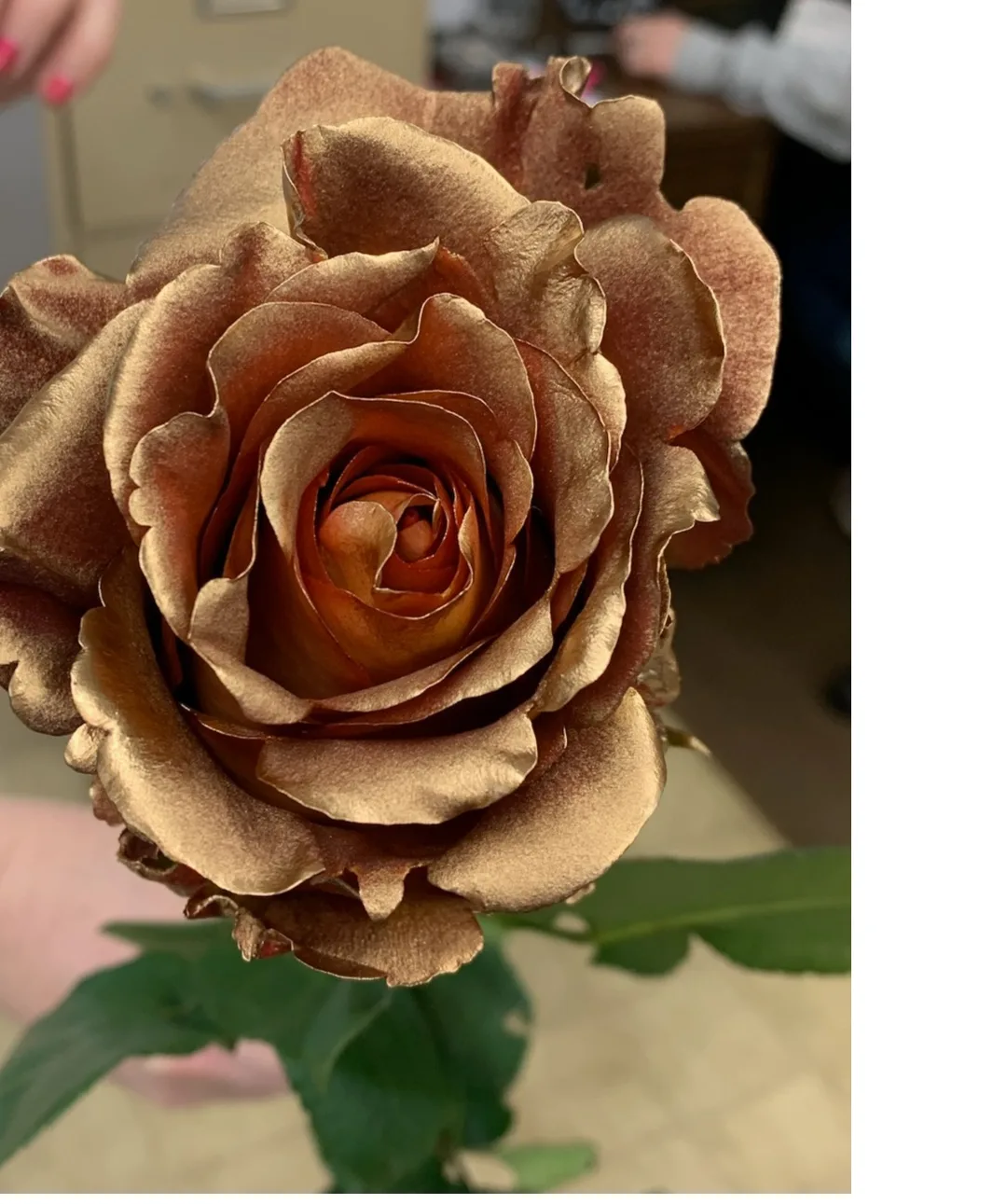 24 Karat Gold Roses Roses 24 Karat Gold Roses Roses