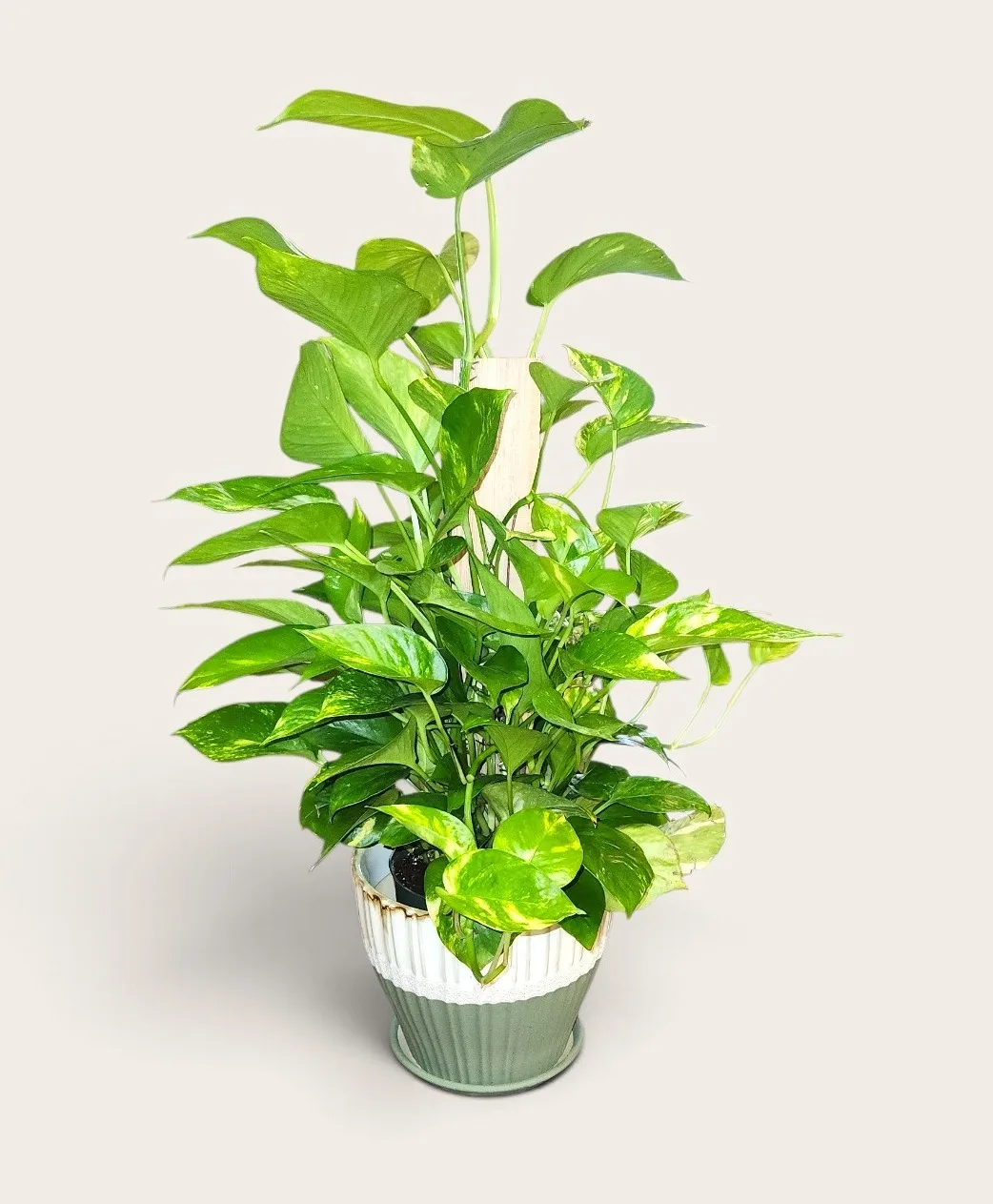 Our Wonderful Planter planter Our Wonderful Planter planter