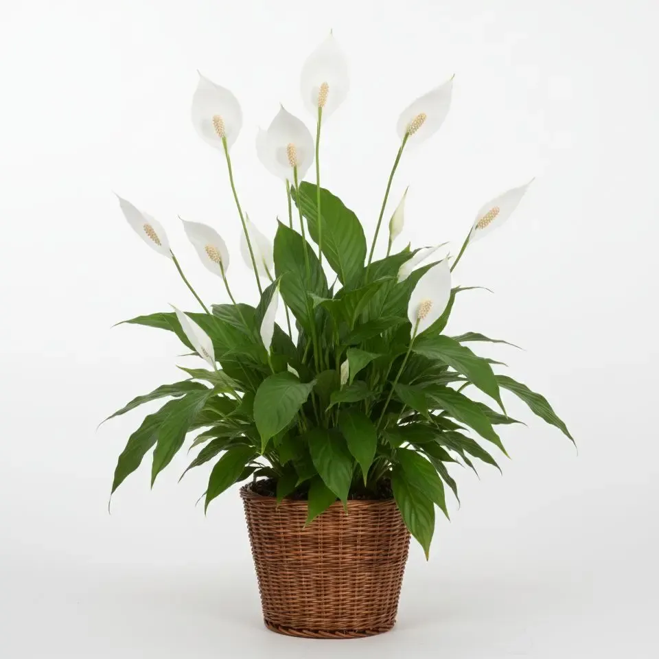 Peace Lily Peace Lily