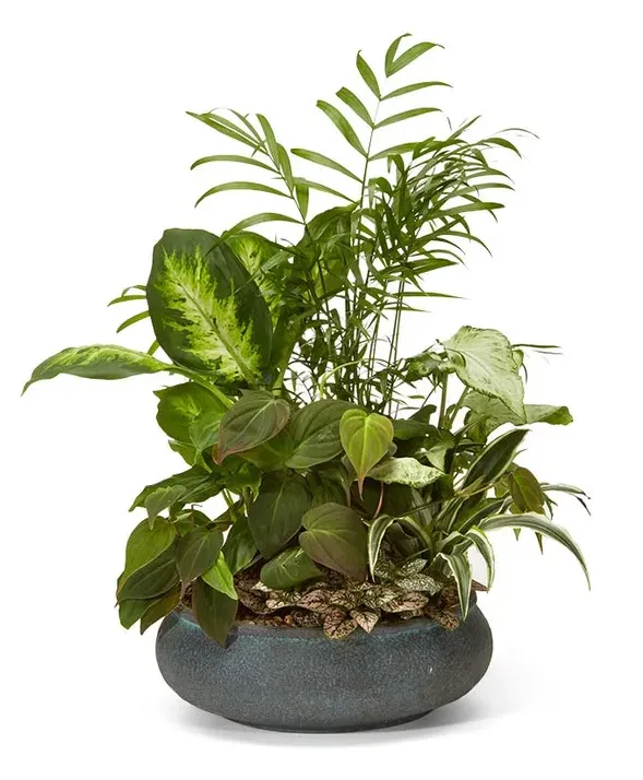 Dish Garden Plant Dish Garden Plant