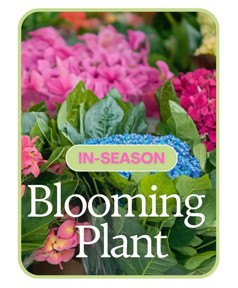 In-Season Blooming Plant Flower Arrangement In-Season Blooming Plant Flower Arrangement