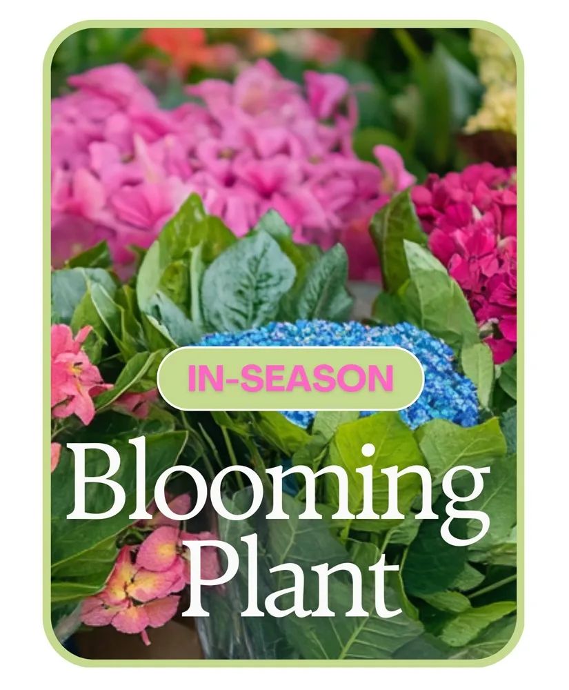 In-Season Blooming Plant Flower Arrangement