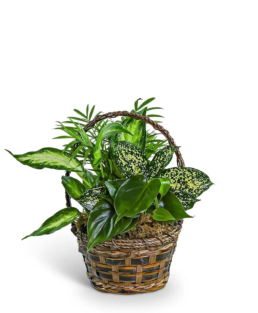 Tranquil Dish Garden in Basket Potted Plant Tranquil Dish Garden in Basket Potted Plant