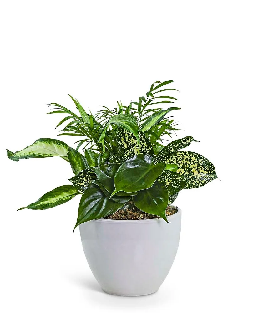 Serene Dish Garden Potted Plant Serene Dish Garden Potted Plant