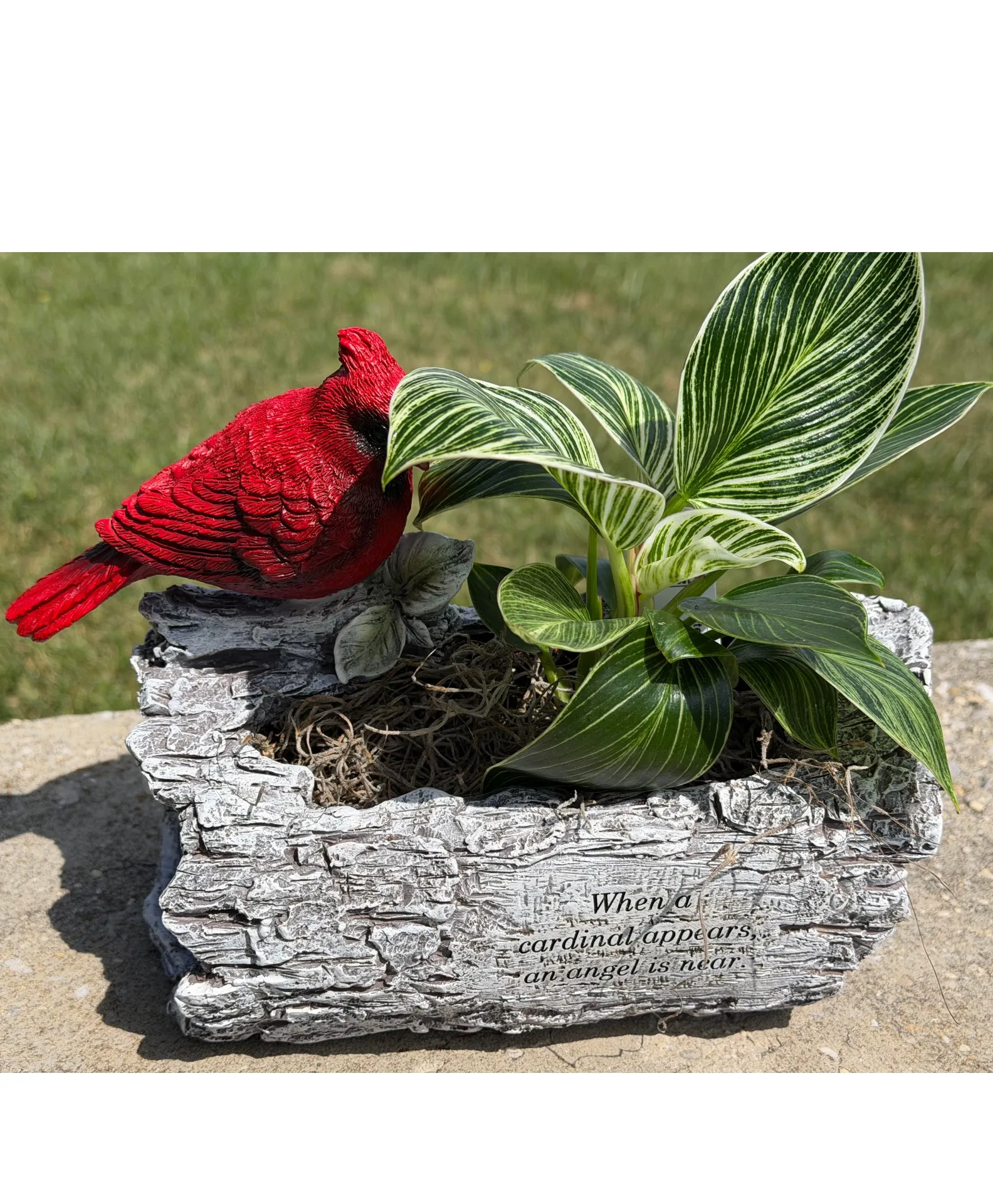 Cardinal Planter Sympathy Planter Cardinal Planter Sympathy Planter