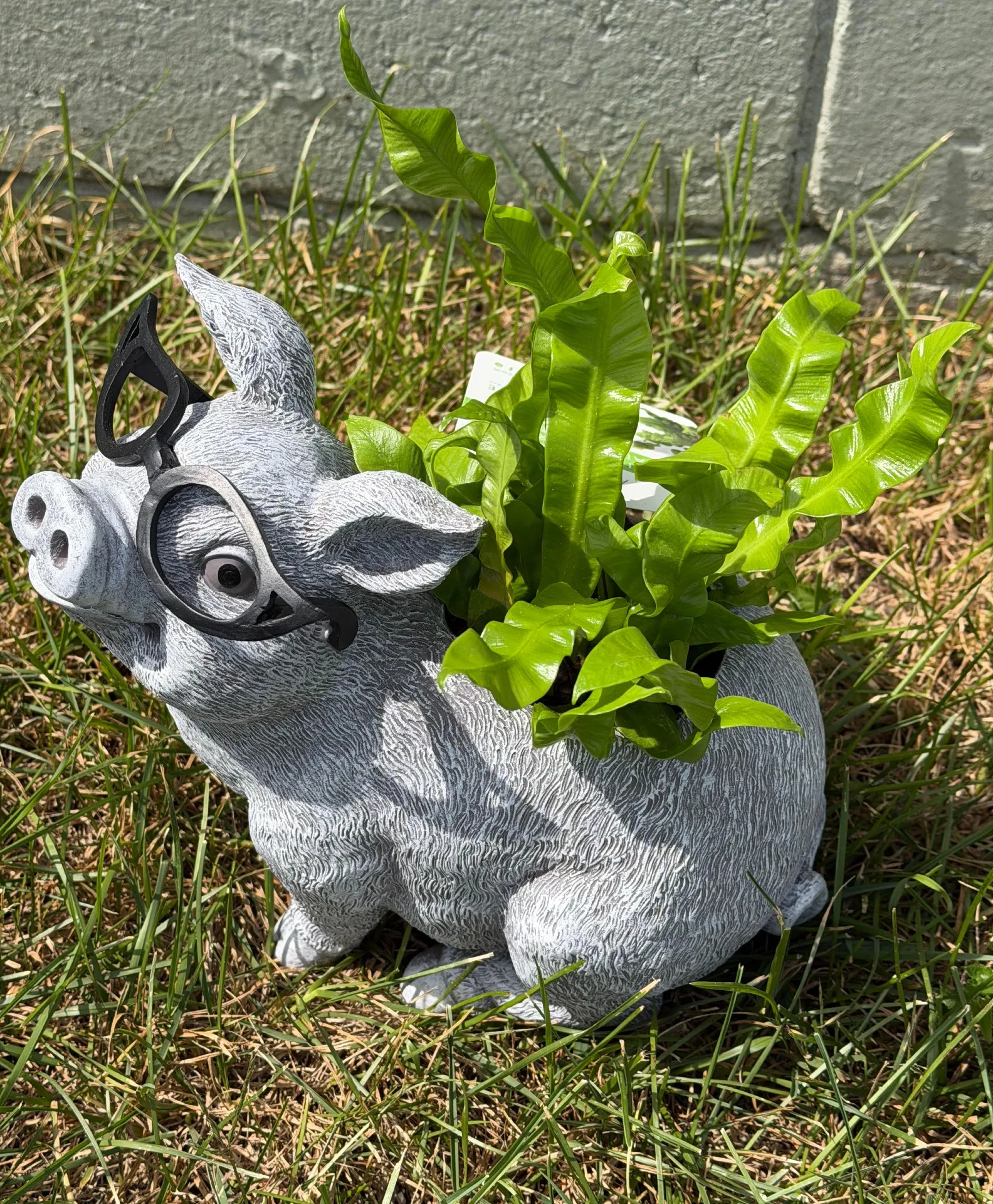 Cute Piggy Planter Green plant Cute Piggy Planter Green plant
