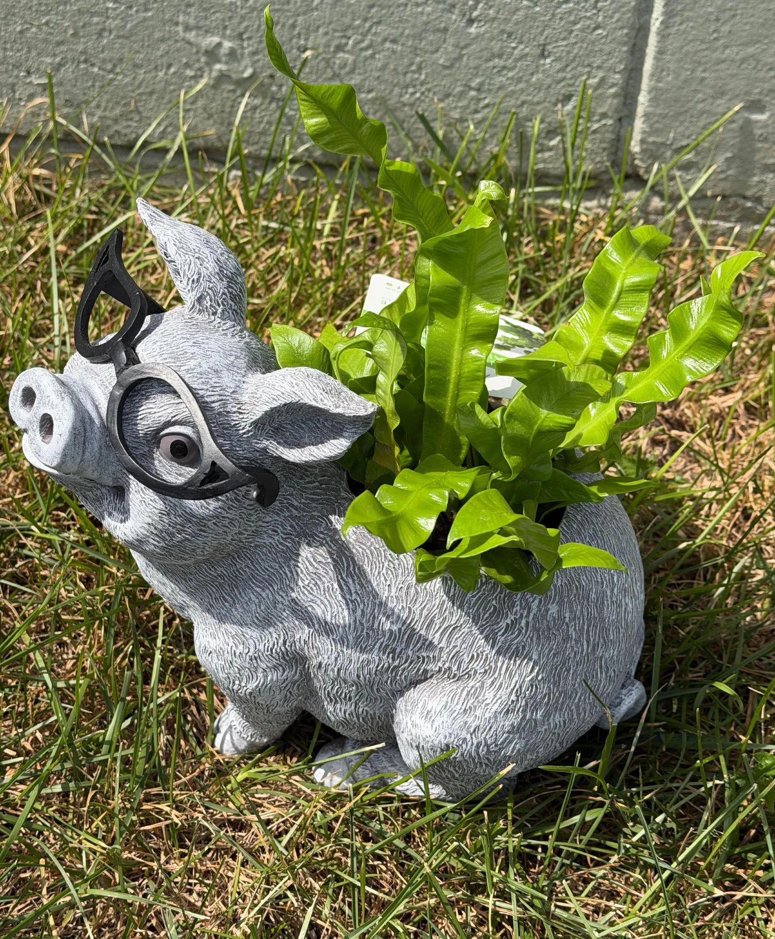 Cute Piggy Planter Green plant