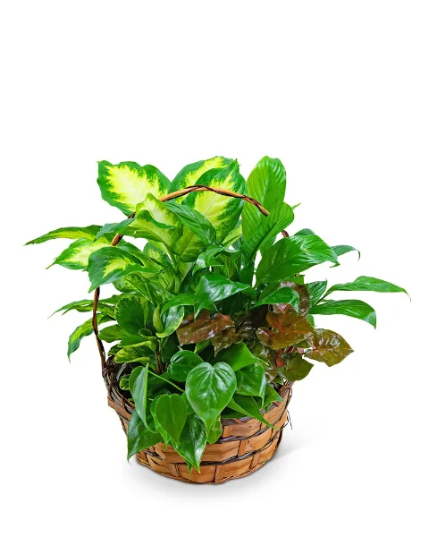 Medium Dish Garden Plant Medium Dish Garden Plant