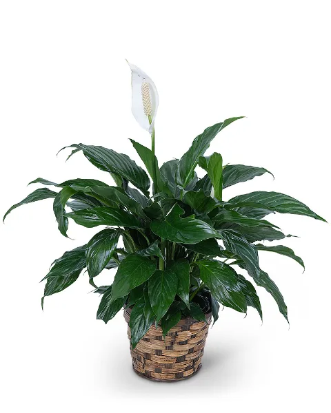 Peace Lily Plant Plant Peace Lily Plant Plant