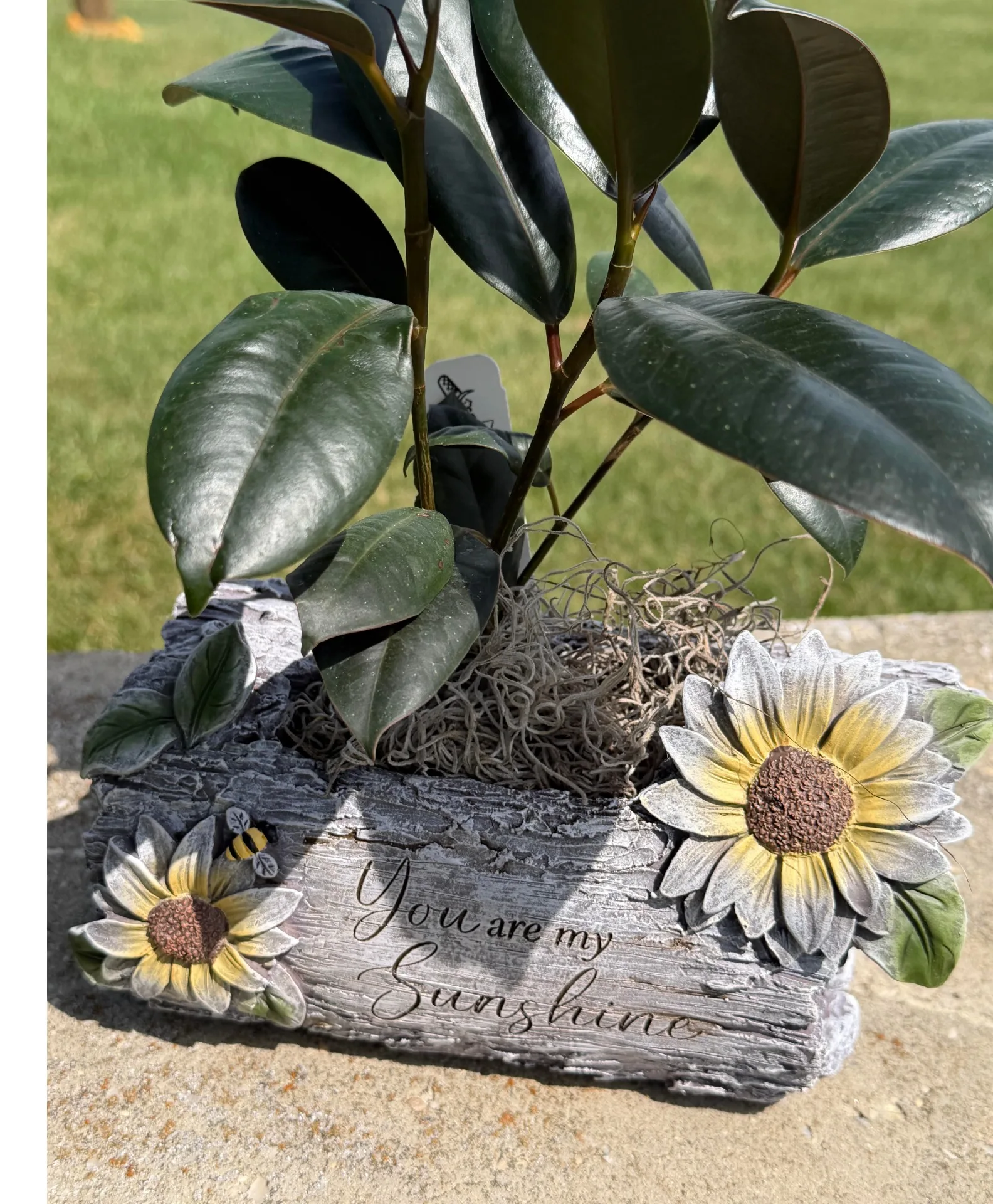 You are my sunshine planter Green plant You are my sunshine planter Green plant