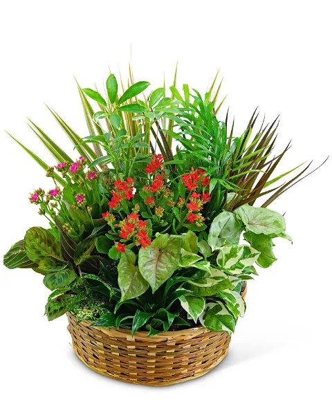 Large Blooming Dish Garden Plant Large Blooming Dish Garden Plant