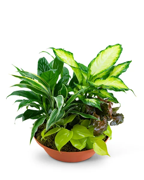 Tropics in Terracotta Plant Tropics in Terracotta Plant