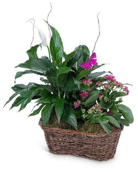 Harmony Basket with Butterflies Plant Harmony Basket with Butterflies Plant