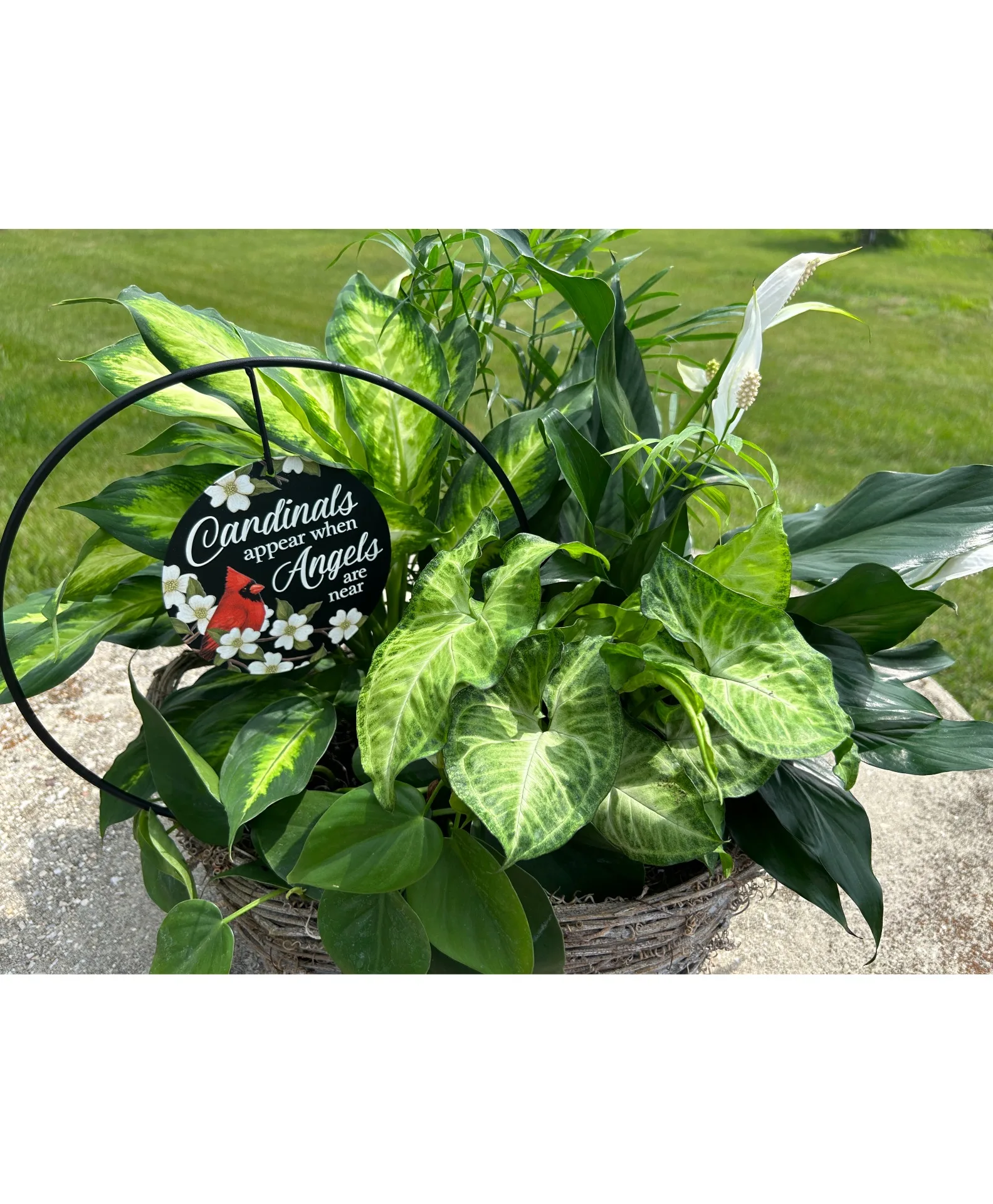 Cardinal keepsake plant Cardinal keepsake plant