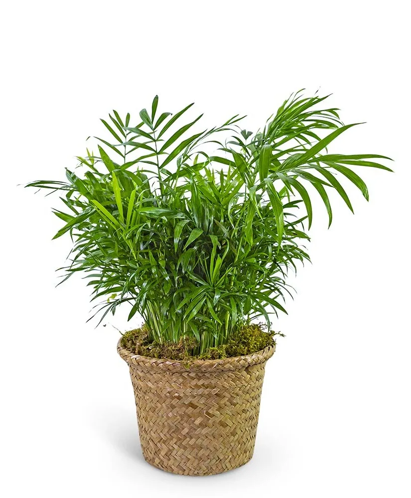 Palm Plant in Basket Potted Plant Palm Plant in Basket Potted Plant