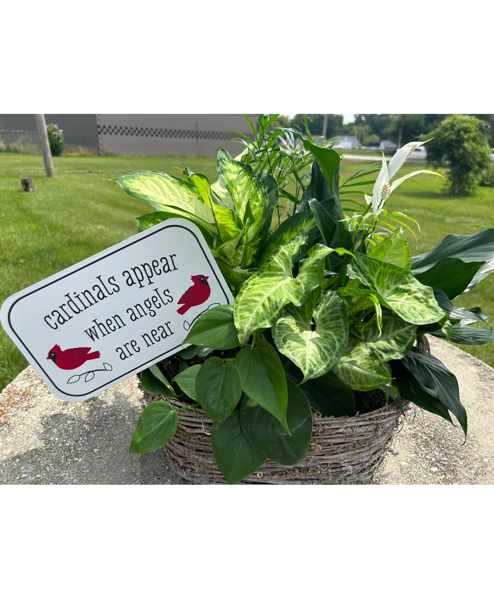 Cardinals Appear Keepsake plant Cardinals Appear Keepsake plant
